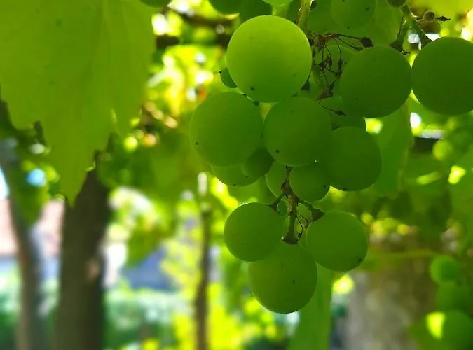 Alegria Garden Vendégház