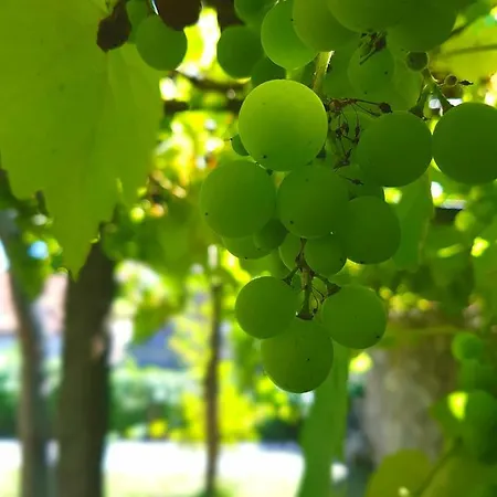 Alegria Garden ゲストハウス